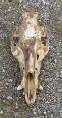Wild Boar Skull with Tusks. Joseph D. Grant County Park, Santa Clara County, California.