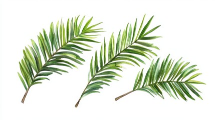 Fototapeta premium Watercolor illustration of tropical green palm leaves isolated