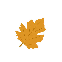 Illustration of orange autumn leaves 