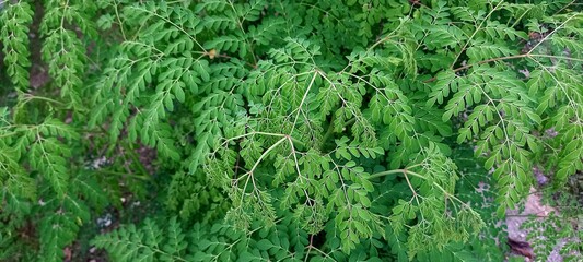 Moringa leaves (Moringa oleifera) is a type of plant from the Moringaceae tribe
