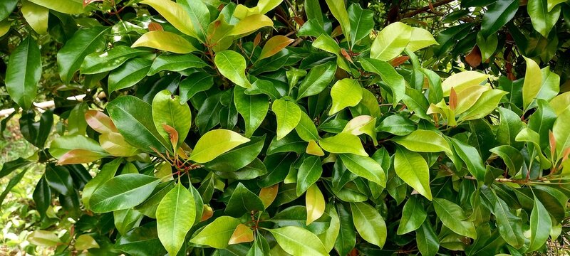 Photo Cloves plant or Syzygium aromaticum. Cloves  come from the Myrtaceae tree family
