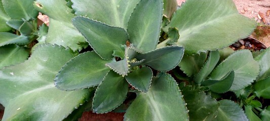 Kalanchoe pinnata,  Bryophyllum pinnatum, "cocor bebek"