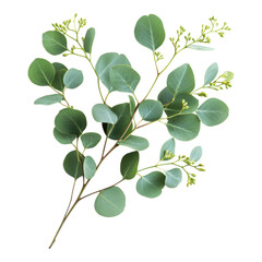 Eucalyptus Sprigs Isolated on White Background for Decorative Use on Transparent Background