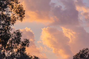 The Sky is Framed by Australian Gum Trees and Filled With Pink Clouds.