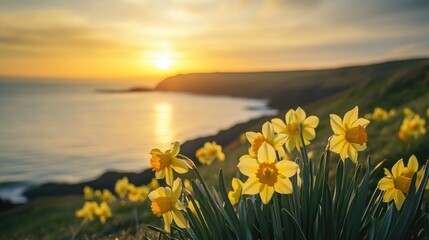 Daffodil blooms at sunset by the sea for st. david's day celebration