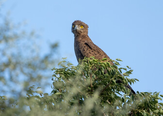 A brown snake eagle, an African bird of prey with a piercing gaze,  perches in the top of a tree and scans the surroundings for its next  prey item in a game reserve in South Africa.