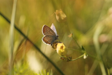 una farfalla licenide a riposo in primavera