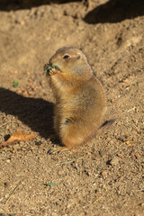 Prairie Dog Eating in Sunlit Habitat - genus Cynomys