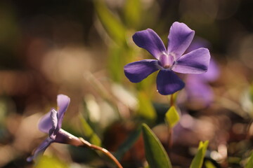 fiore di pervinca nel bosco in primavera