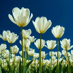 tulips with rich green leaves and a warm abstract blue background
