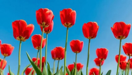 tulips with rich green leaves and a warm abstract blue background