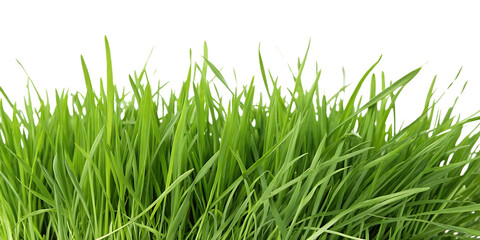Fototapeta premium A green field of grass. On transparent background. Png file