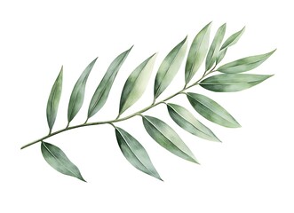 Palm leaf isolated on a white background