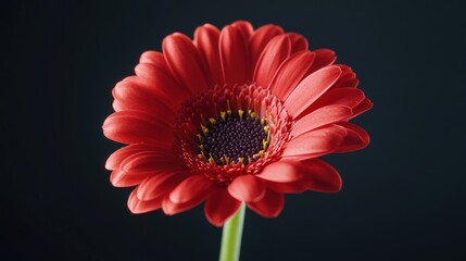 Its metal surface glints in the pale winter sunlight, creating a stark contrast against the white landscape