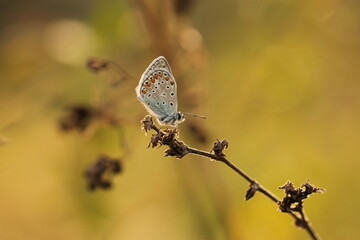 una farfalla licenide a riposo in primavera