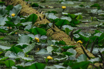 Yellow water lily in a forest pond in Glacier Bay National Park in southeast Alaska
