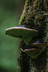 Mushrooms in Glacier Bay National Park in southeast Alaska