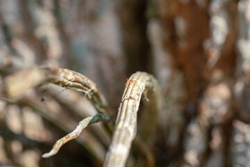 A group of red ants are walking on the tree trunk or tree branch in the forest environment. Animal portrat close-up photo, selective focus.