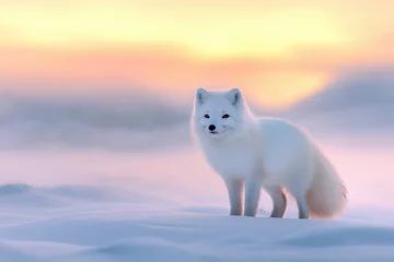polar fox in the snowy arctic landscape.