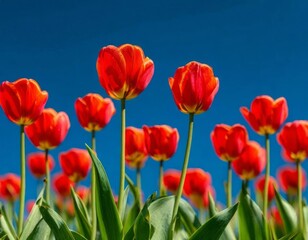 Obraz premium tulips with rich green leaves and a warm abstract blue background