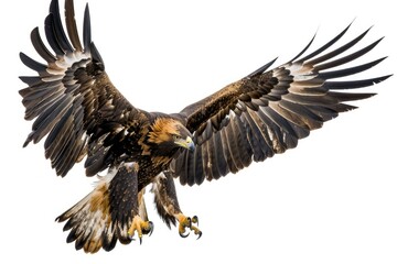 Detailed Color Image of Collection of Golden Eagles, Isolated on White