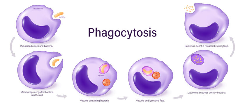 Phagocytosis vector. Macrophage absorption of bacteria. Phagocyte engulfs the bacteria. Phagocytic cells.