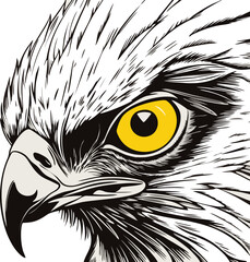 eagle eyes vector illustration design concept white background 