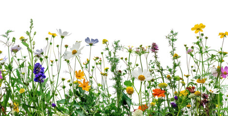 Colorful wildflower meadow border