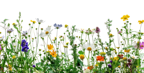 Colorful wildflower meadow border