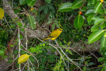 ошейниковый альциона в естественных условиях на охоте на озере в Тайланде
перевозчик в естественных условиях на охоте на озере в Тайланде
maskovaya ivolga v yestestvennykh usloviyakh na okhote na ozer