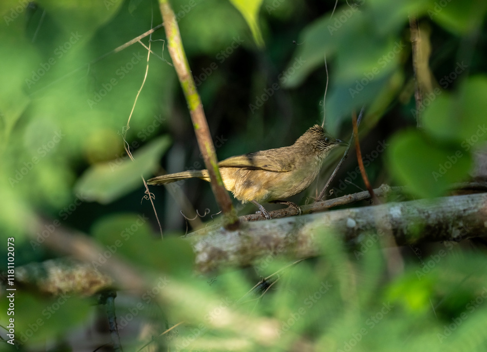 Wall mural Olive-winged Bulbul in the wild hunting on a lake in Thailand