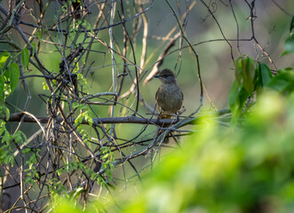Olive-winged Bulbul in the wild hunting on a lake in Thailand