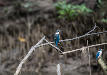 collared kingfisher in natural conditions hunting on a lake in Thailand