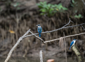 collared kingfisher in natural conditions hunting on a lake in Thailand
