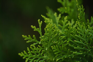 close up green spruce with dark background on macro photograph