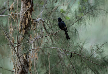 Black paradise drongo in the wild at dawn looking for food in the country of Thailand