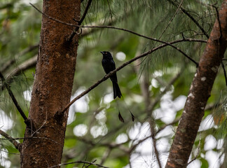 Black paradise drongo in the wild at dawn looking for food in the country of Thailand