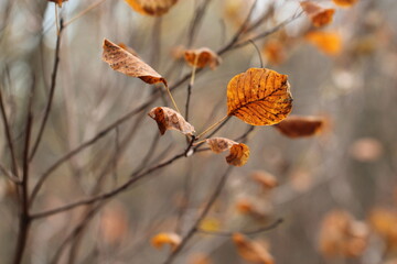 foglie di scotano nel bosco