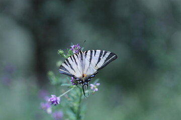 una farfalla podalirio su un fiore in estate