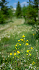 Sisymbrium loeselii is species of flowering plant in family Brassicaceae or small tumbleweed mustard or false London-rocket or through or tall hedge mustard. Vertical image