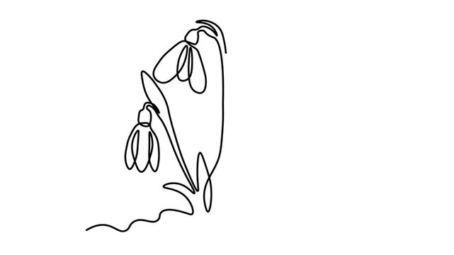 Abstract spring snowdrops on snow. Self drawing animation one continuous line draw, logo