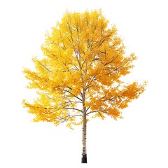 Fototapeta premium Autumn tree with yellow leaves isolated on white background with clipping path