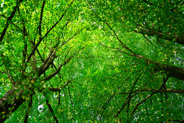 Fototapeta premium Leaf blurred background. Green leaf on blurred greenery background. Bokeh summer nature background. Green nature. Green leaf in forest. Leaves blurred backdrop. Green leaf background.