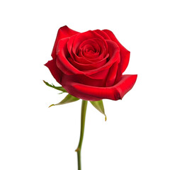 red rose isolated on white