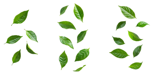 High-Quality PNG green tea leaves falling on white background
