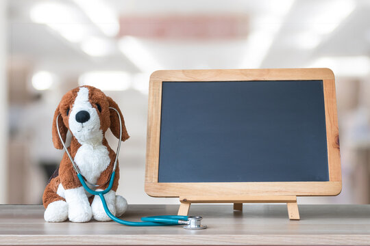 Veterinary, veterinarian clinic, pet heal hospital or pediatric doctor for children medical healthcare and nursing care concept with dog toy, stethoscope and blank black chalkboard background