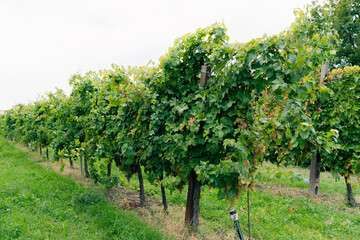 Ripe Chardonnay grapes hanging on vine at the time of grape harvest. Bunch of white grapes between the grape leaves in vineyard
