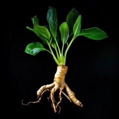 Mandrake Plant with Lush Green Leaves and a Forked Root on a Black Background