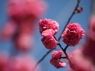 春の花　梅　紅梅