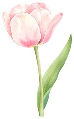 Naklejka premium PNG Pastel coquette soft pink tulip illustration watercolor flower.